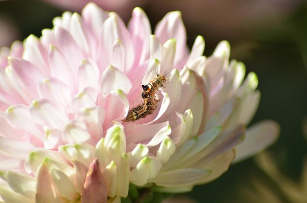 Un gros plan d'un insecte sur une fleur rose