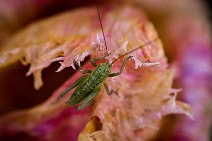 Photo un gros plan d'un insecte sur une fleur rose
