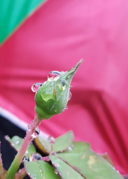 Photo un gros plan d'un insecte sur une fleur rose