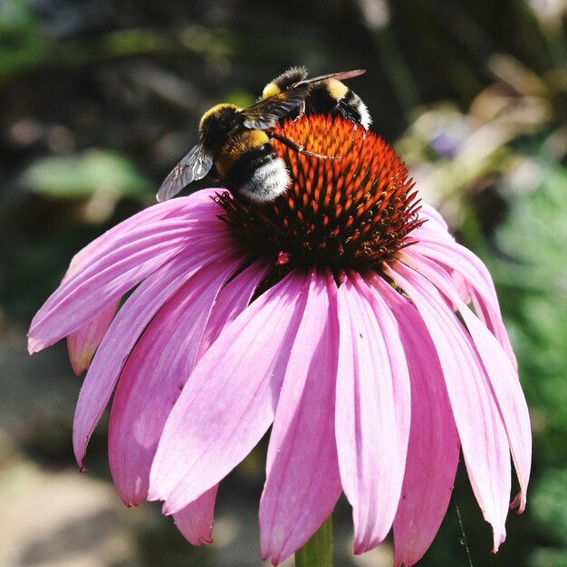 Un gros plan d'un insecte sur une fleur rose