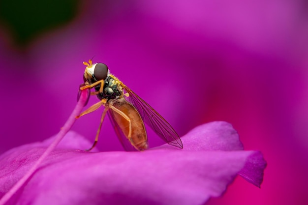 Photo un gros plan d'un insecte sur une fleur rose