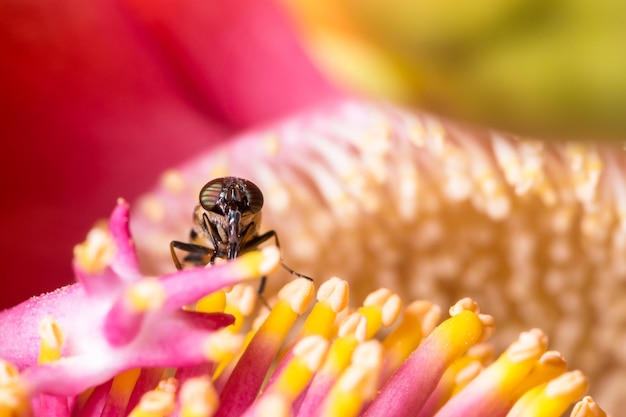 Photo un gros plan d'un insecte sur une fleur rose