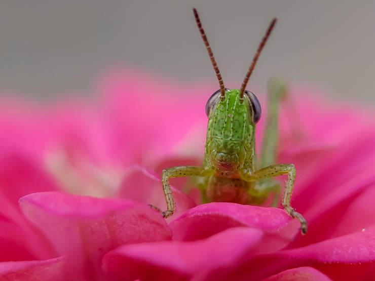 Photo un gros plan d'un insecte sur une fleur rose