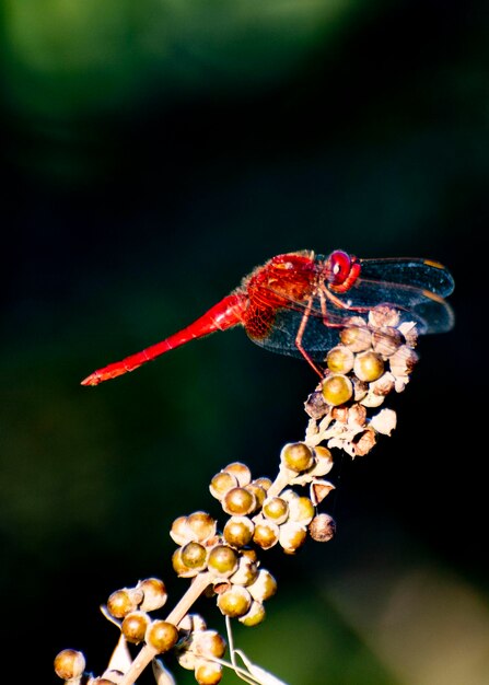 Photo un gros plan d'un insecte sur une fleur rouge