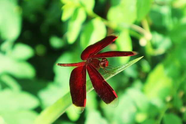 Photo un gros plan d'un insecte sur une fleur rouge