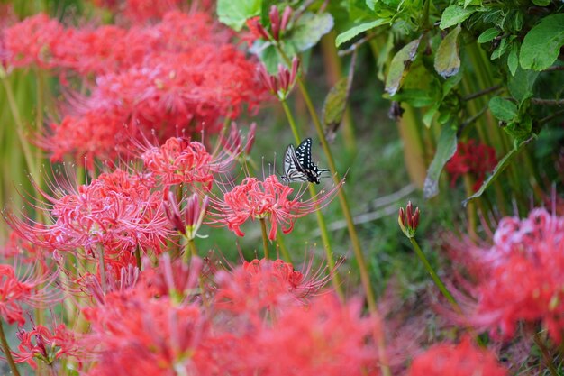 Un gros plan d'un insecte sur une fleur rouge