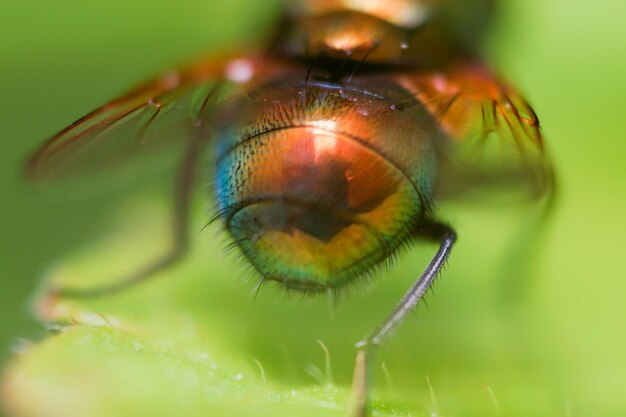 Photo un gros plan d'un insecte sur une fleur