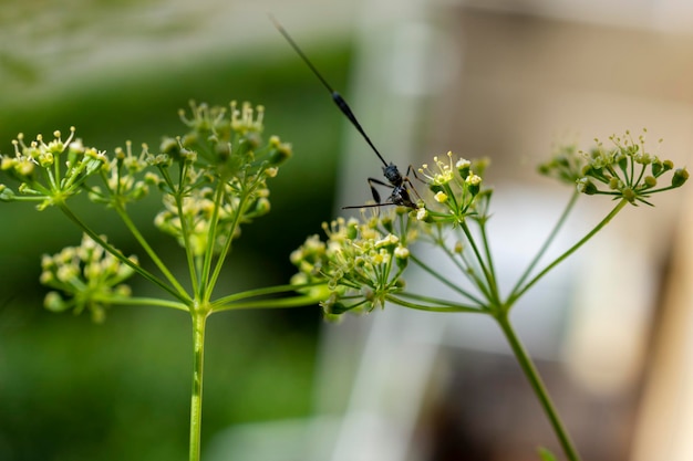 Photo un gros plan d'un insecte sur une fleur