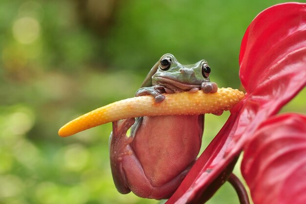 Photo un gros plan d'un insecte sur une fleur