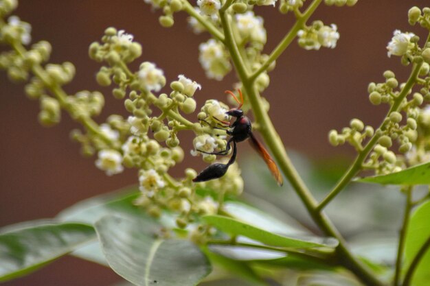 Un gros plan d'un insecte sur une fleur