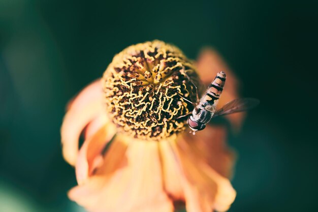 Un gros plan d'un insecte sur une fleur