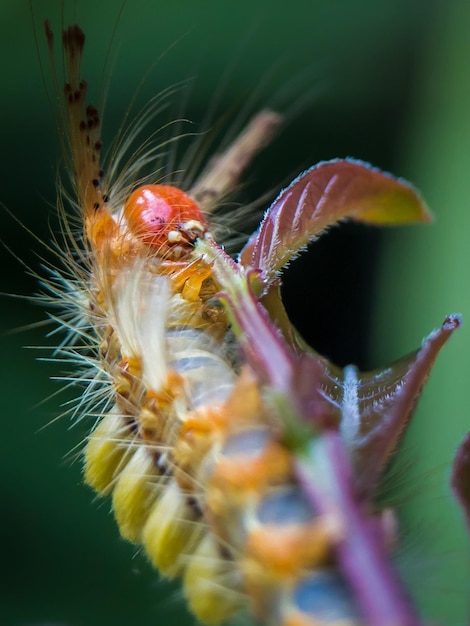 Photo un gros plan d'un insecte sur une fleur