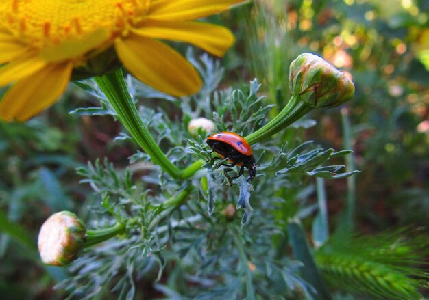 Un gros plan d'un insecte sur une fleur