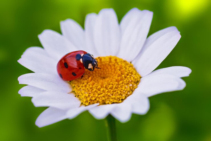 Photo un gros plan d'un insecte sur une fleur