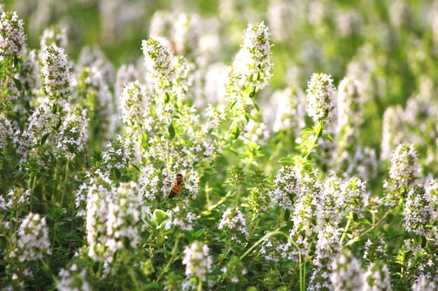 Photo un gros plan d'un insecte sur une fleur