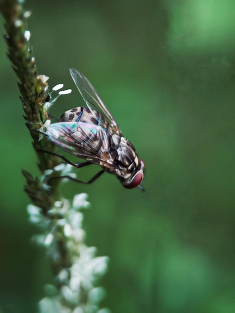 Photo un gros plan d'un insecte sur une fleur