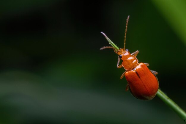 Photo un gros plan d'un insecte sur une fleur