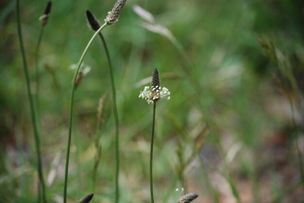 Photo un gros plan d'un insecte sur une fleur