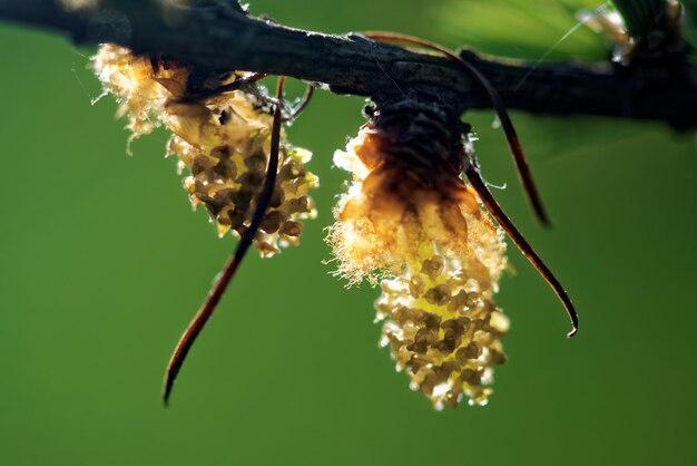 Photo un gros plan d'un insecte sur une fleur