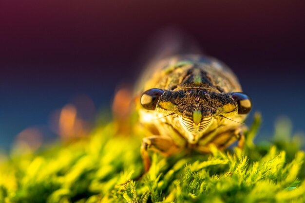 Un gros plan d'un insecte sur une fleur