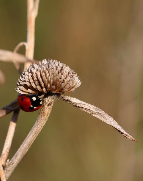 Photo un gros plan d'un insecte sur une fleur