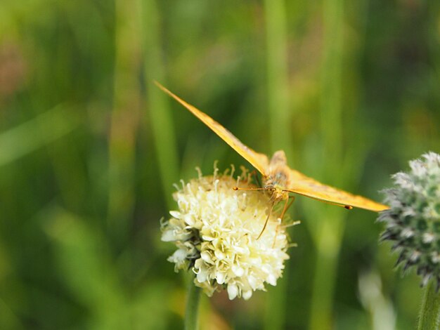 Photo un gros plan d'un insecte sur une fleur