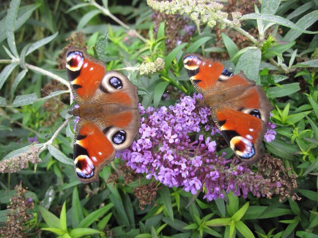 Photo un gros plan d'un insecte sur une fleur