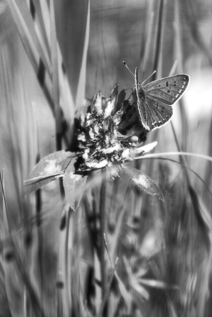 Photo un gros plan d'un insecte sur une fleur