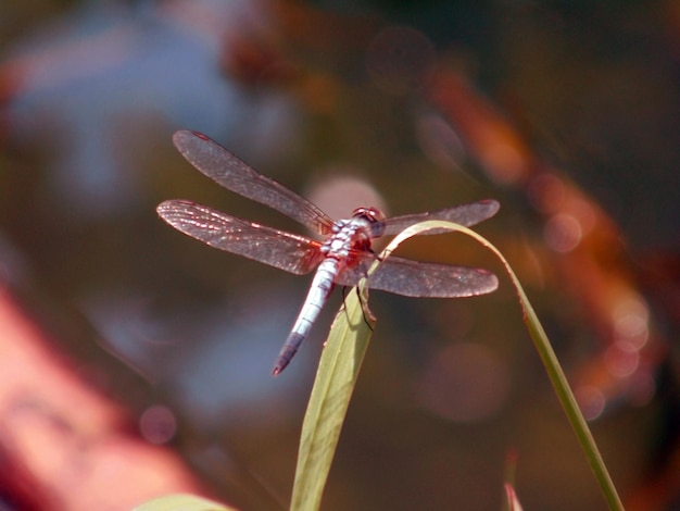 Photo un gros plan d'un insecte sur une fleur