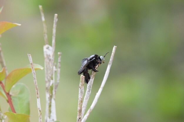 Photo un gros plan d'un insecte sur une fleur