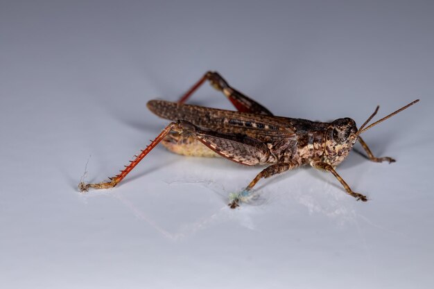 Photo un gros plan d'un insecte sur un fond blanc