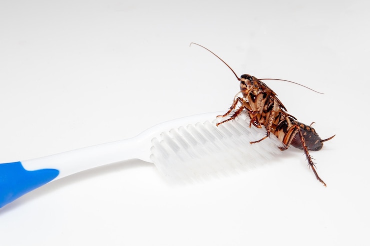 Photo un gros plan d'un insecte sur fond blanc