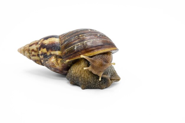 Un gros plan d'un insecte sur fond blanc