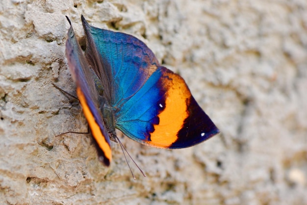 Photo un gros plan d'un insecte sur un fond bleu