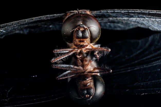 Photo un gros plan d'un insecte sur un fond noir