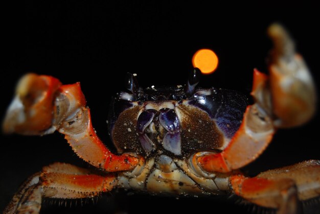 Un gros plan d'un insecte sur un fond noir