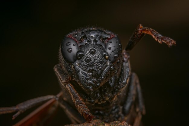 Photo un gros plan d'un insecte sur un fond noir