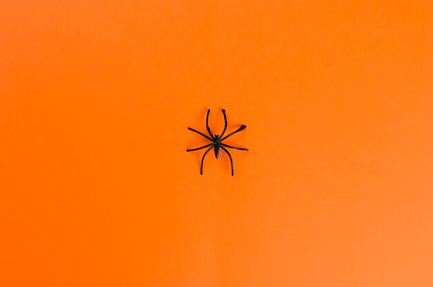 Un gros plan d'un insecte sur un fond orange