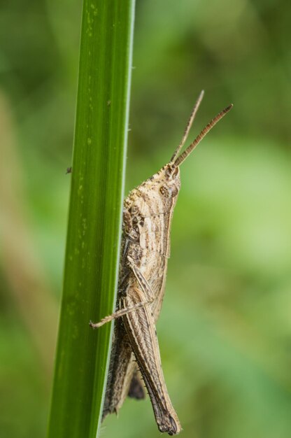 Photo un gros plan d'un insecte sur l'herbe