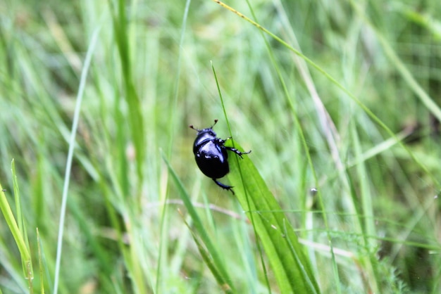 Un gros plan d'un insecte sur l'herbe