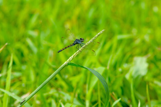 Un gros plan d'un insecte sur l'herbe