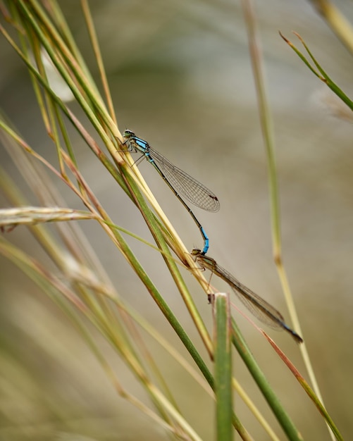 Photo un gros plan d'un insecte sur l'herbe