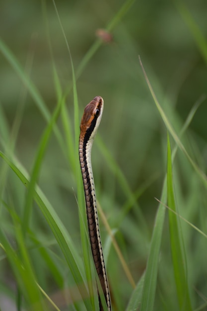 Photo un gros plan d'un insecte sur l'herbe