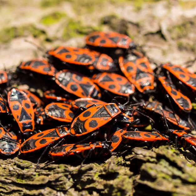 Photo un gros plan d'un insecte sur l'herbe