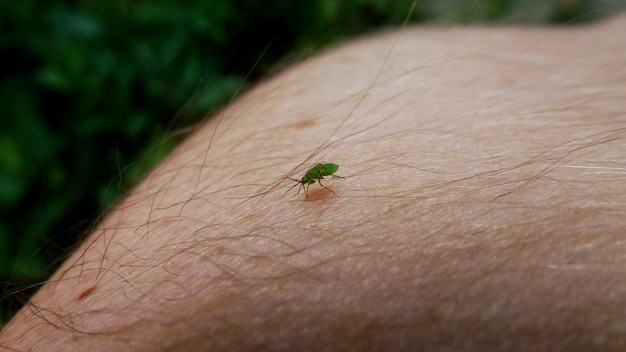 Photo un gros plan de l'insecte à la main