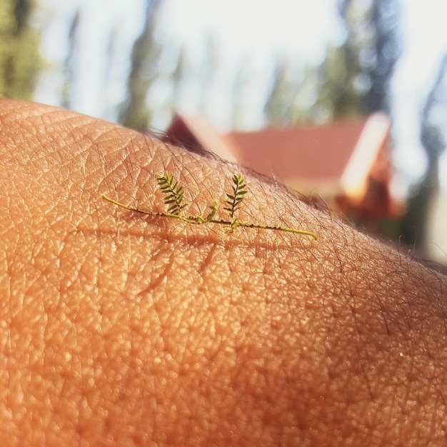 Photo un gros plan de l'insecte à la main