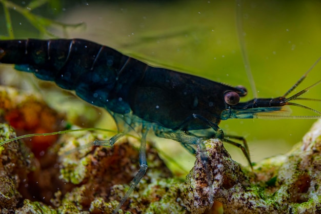 Photo un gros plan d'un insecte en mer