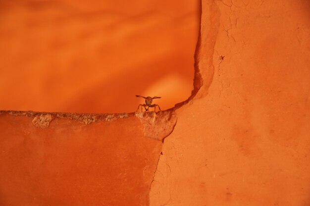 Photo un gros plan d'un insecte sur un mur orange