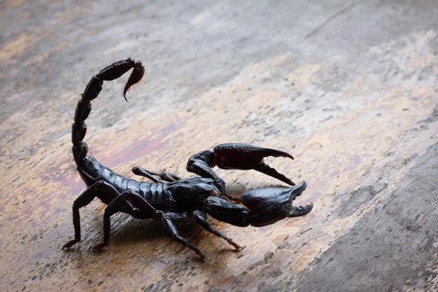 Photo un gros plan d'un insecte noir sur du bois