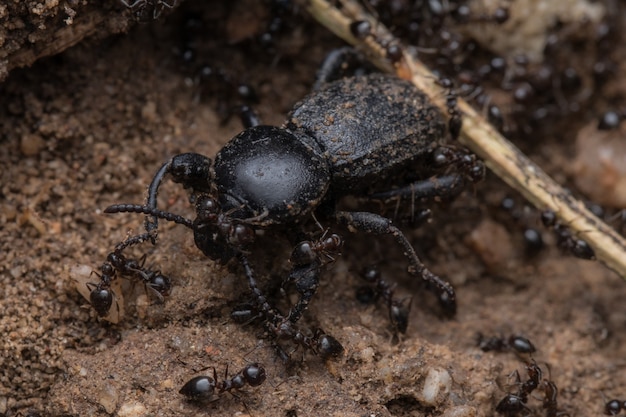 Gros plan d'un insecte noir près des fourmis